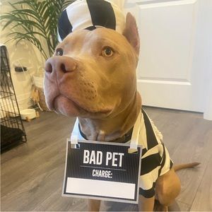 Dog prisoner Halloween costume